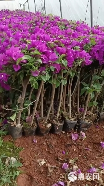 云南紫三角梅树苗重瓣三角梅花庭院爬藤植物阳台盆栽绿植花卉