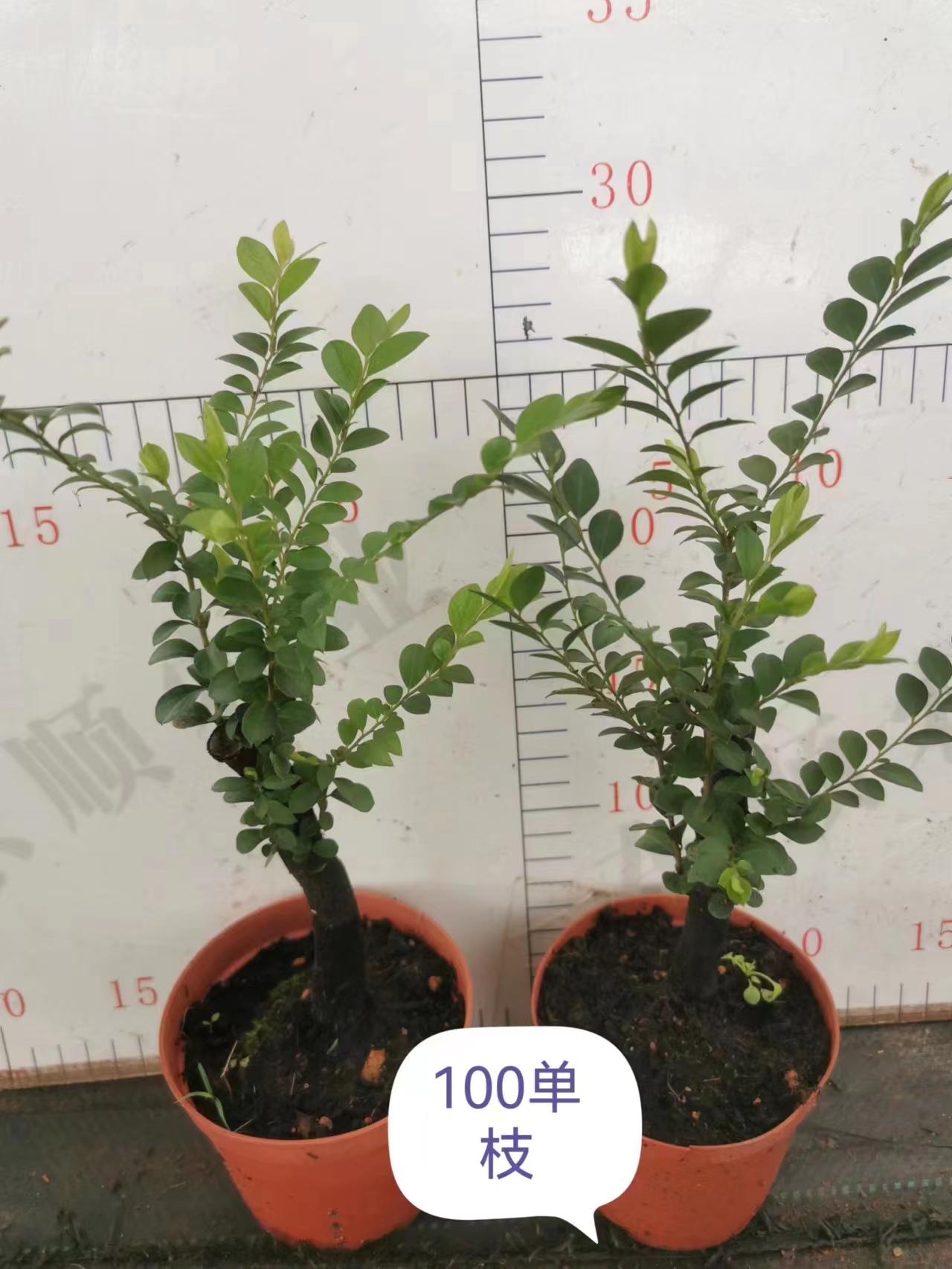 广州紫檀黑骨茶紫檀园艺造型景观微景观常备绿植轻奢盆栽室内室外居家