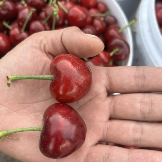临朐县山东大樱桃大量上市了，红灯，美早大樱桃产地货源全国发货