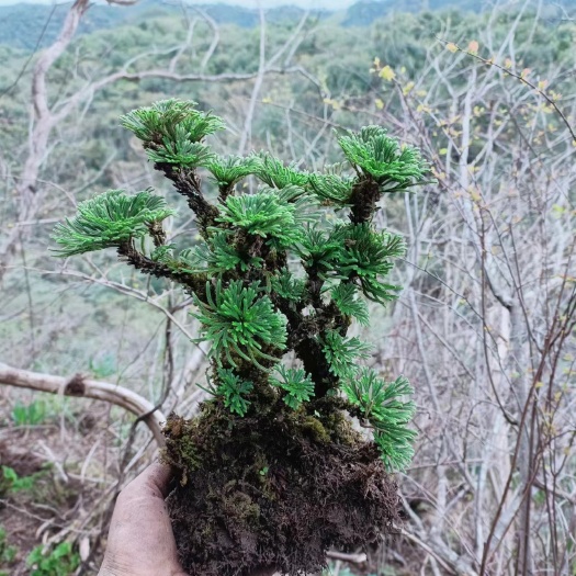 广州九死还魂草卷柏盆栽中药苗批发室内外庭院小植物耐寒耐旱绿植