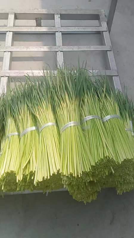 徐州蒜苔红帽25公分以上