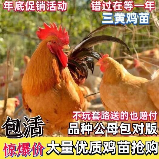 桃江县三黄鸡