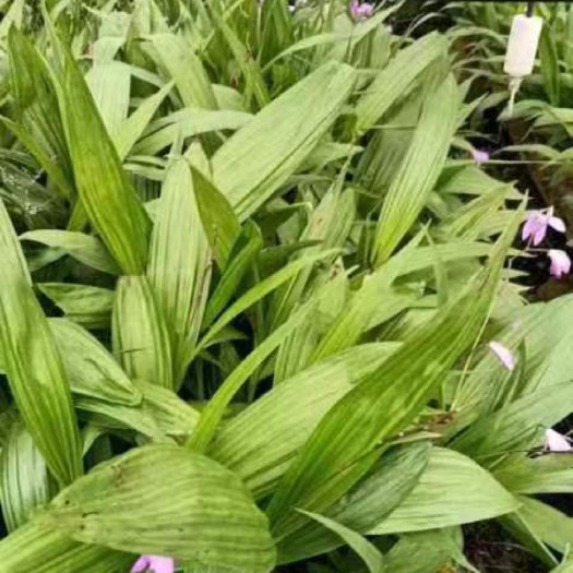 宜昌紫花白芨苗