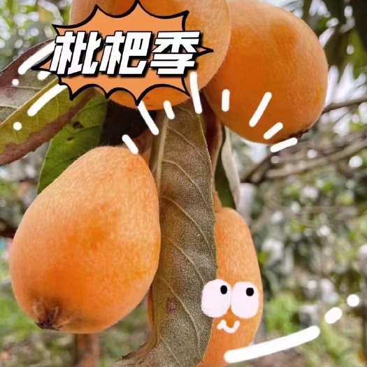 福清市枇杷上市啦！！自家果树，无农药，无催熟福建省内十斤装95