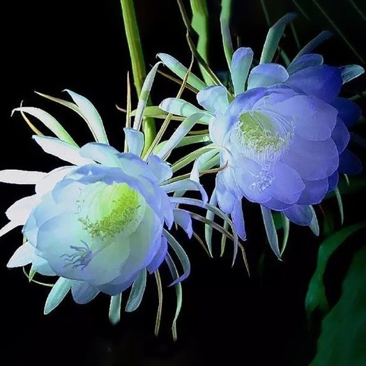 昙花一现昙花苗盆栽净化空气吸甲醛客厅卧室花卉绿植叶片有根现挖