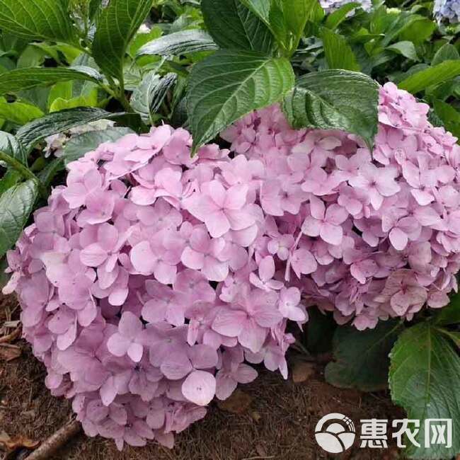 云南绣球花苗四季开花耐寒耐热庭院盆栽花卉无尽夏八仙花小苗花卉