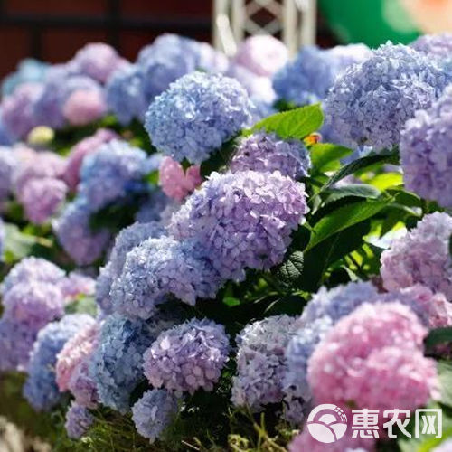 云南绣球花苗四季开花耐寒耐热庭院盆栽花卉无尽夏八仙花小苗花卉