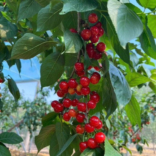 盘州市玛瑙红樱桃