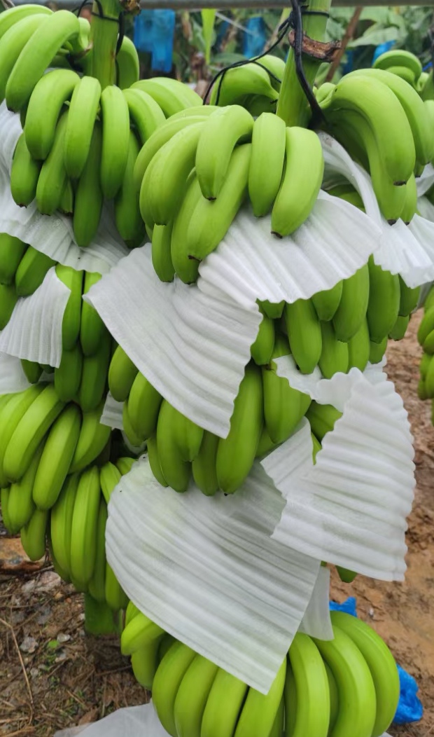 香蕉苗树矮化香蕉苗、当年结果、南北方种植四季香蕉树苗带土带叶