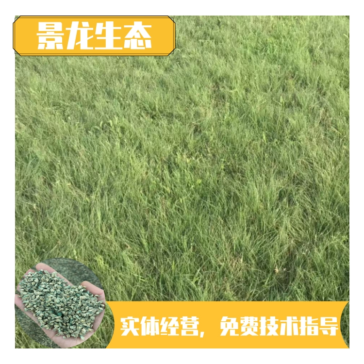 北京野牛草种子 高速公路护坡保持水土生长迅速管理粗放