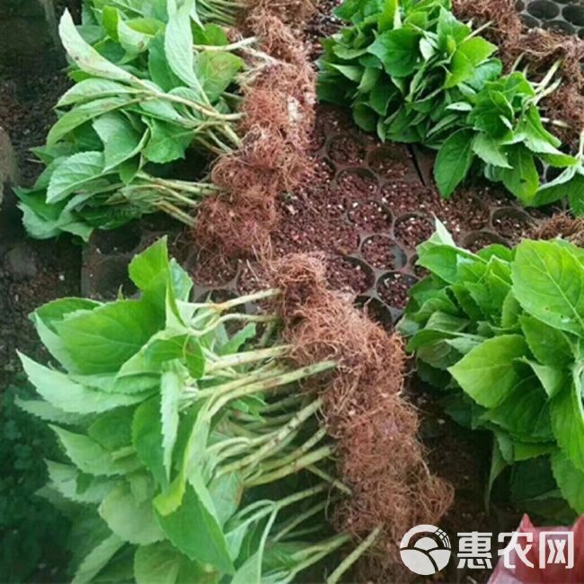 云南绣球花苗四季开花耐寒耐热庭院盆栽花卉无尽夏八仙花小苗花卉