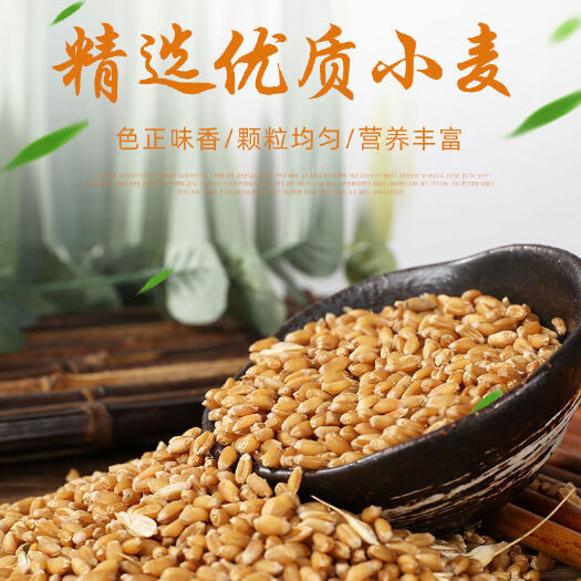 蒙阴县白麦，小麦，新鲜小麦，可做粥，磨面，包水饺，做面条，鸽子粮