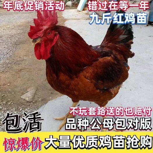日照九斤红鸡苗