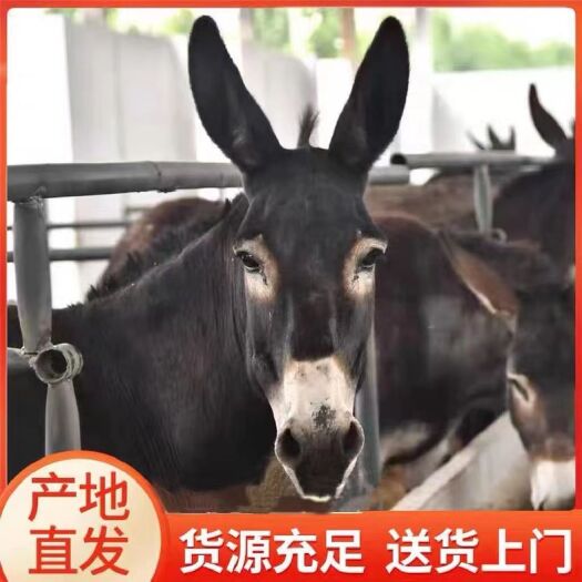 平顶山毛驴苗
