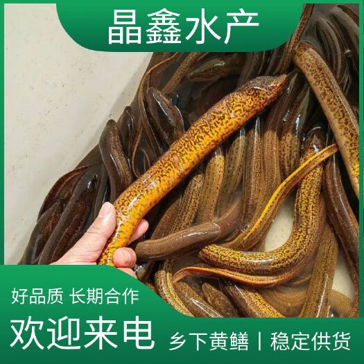 益阳土黄鳝 乡下黄鳝 大黄鳝 黄鳝