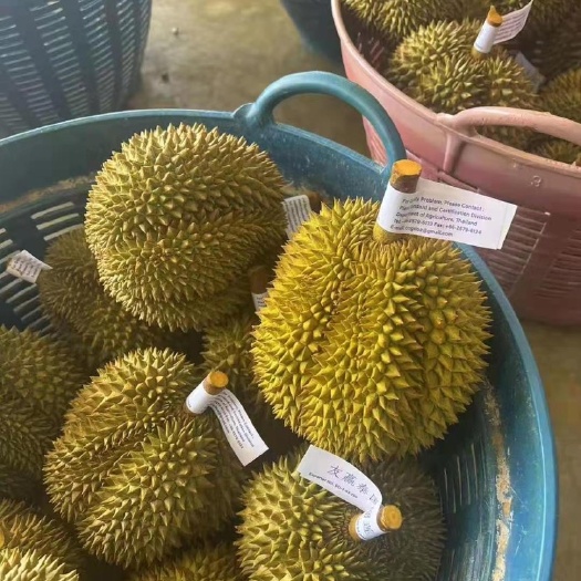 芒市泰国金枕头榴莲