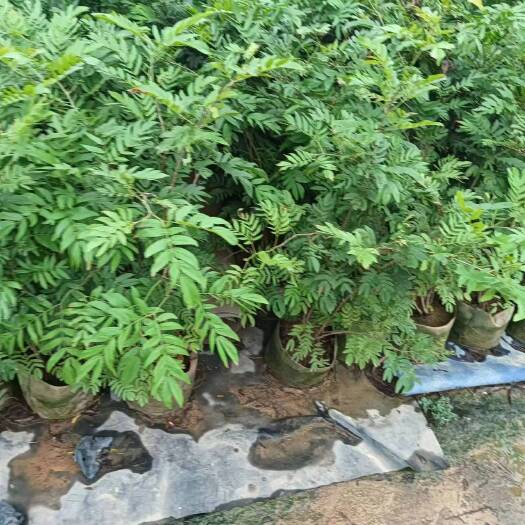揭阳红绒球红合欢60-100高电议