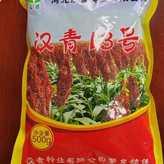 青县夏播品种：汉青13号，株高1.2米，生育期110天