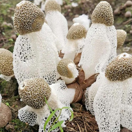 佛山新鲜竹荪