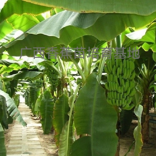 南宁香蕉苗树矮化香蕉苗、当年结果、南北方种植四季香蕉树苗带土带叶