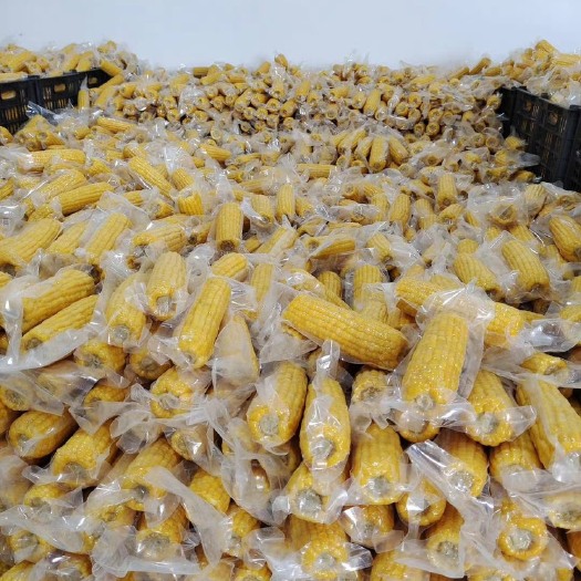 巴彦淖尔内蒙古北纬41度甜糯玉米黄白花黑玉米颗粒饱满塑封锁鲜
