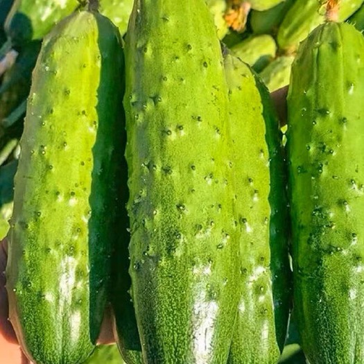 邵东市水果黄瓜种子节节瓜小黄瓜地栽春阳台盆栽菜子农家蔬菜种子四季播