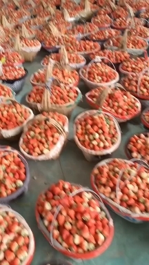 固镇县红颜草莓产地供货，对接商超，工厂果大量上市，现在价格实惠