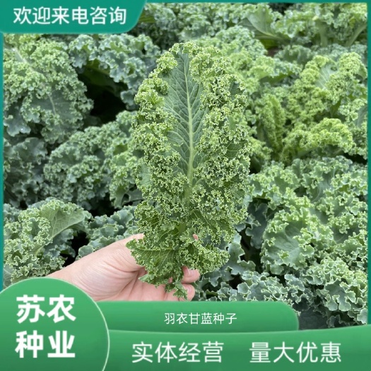 羽衣甘蓝种籽观赏食用特菜蔬菜种子叶牡丹花园春秋季阳台盆栽菜籽