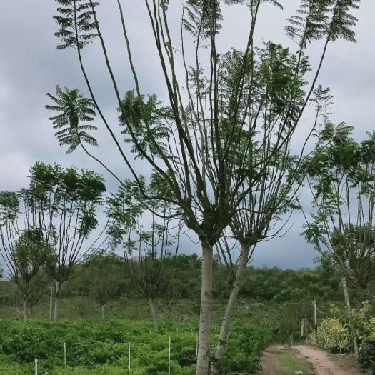 澄迈县蓝花楹