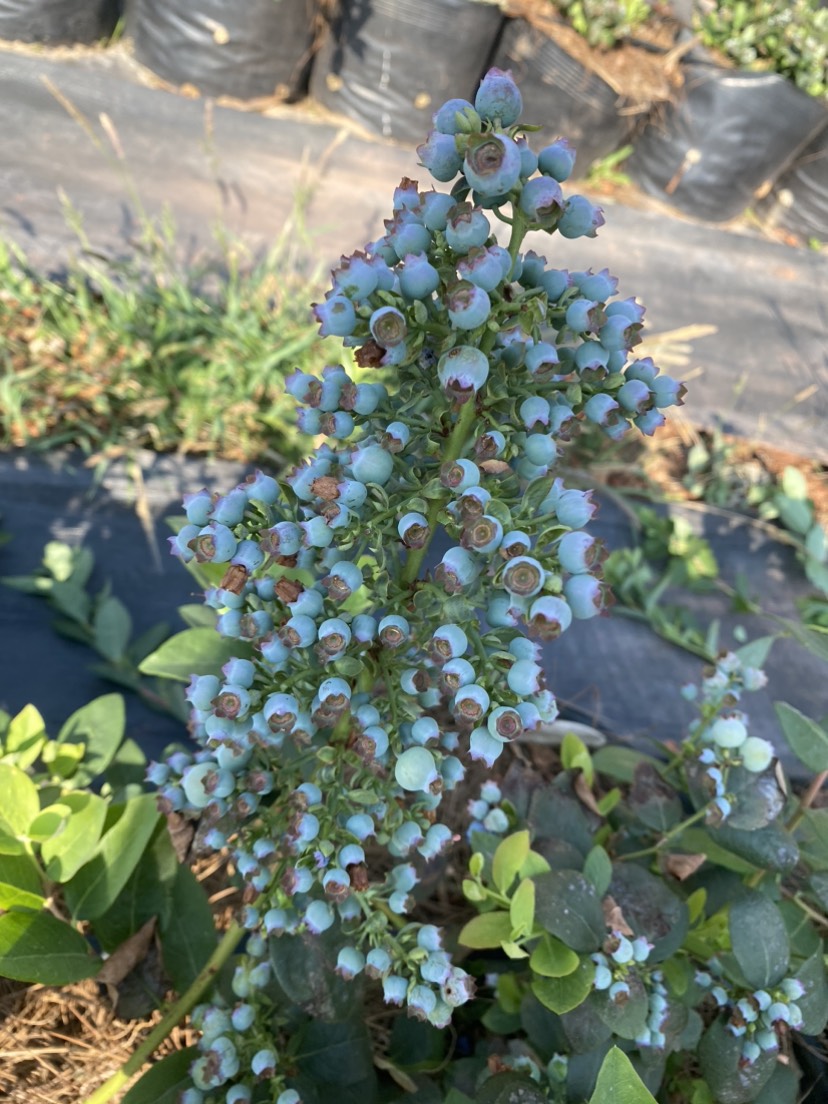 云南露天蓝莓大量供货