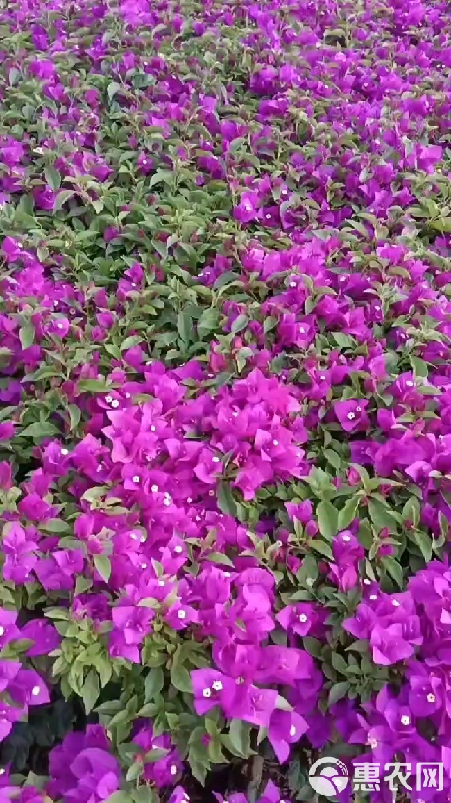 云南紫三角梅树苗重瓣三角梅花庭院爬藤植物阳台盆栽绿植花卉