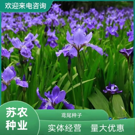 鸢尾种子蓝花鸢尾种子紫蝴蝶苗庭院绿化地被植物景观花卉种子包邮