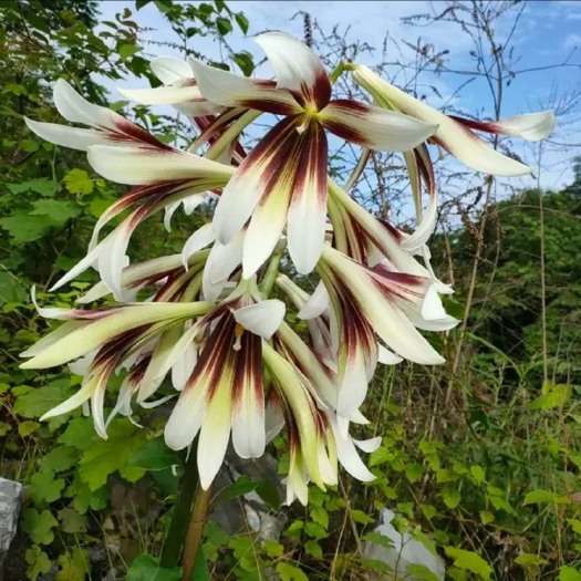 奉节浓香型荞麦百合大叶百合白瓦阳台盆栽庭院地种现挖发货易成活包邮