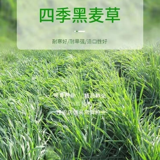 嘉祥县多年黑麦草四季种植耐寒