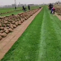 四季青草坪早熟禾和高羊茅