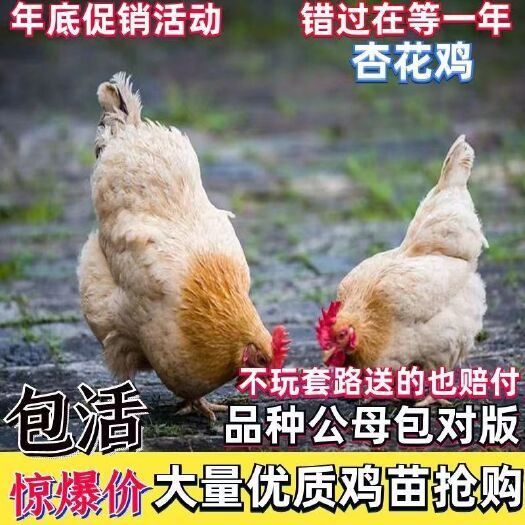 松滋市杏花鸡