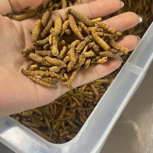 成都批发苦虫肉节
