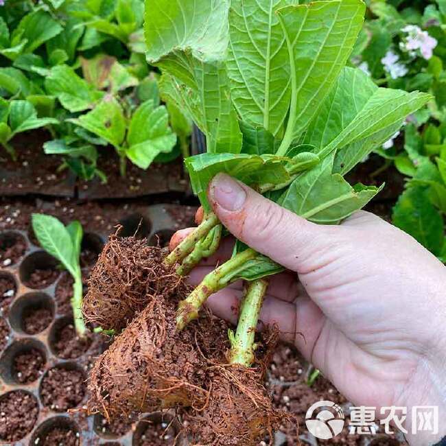 云南绣球花苗四季开花耐寒耐热庭院盆栽花卉无尽夏八仙花小苗花卉