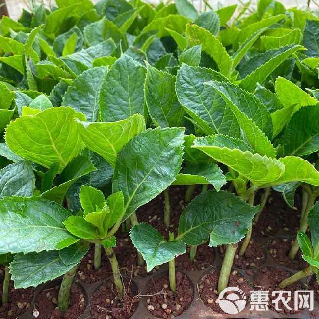 云南绣球花苗四季开花耐寒耐热庭院盆栽花卉无尽夏八仙花小苗花卉