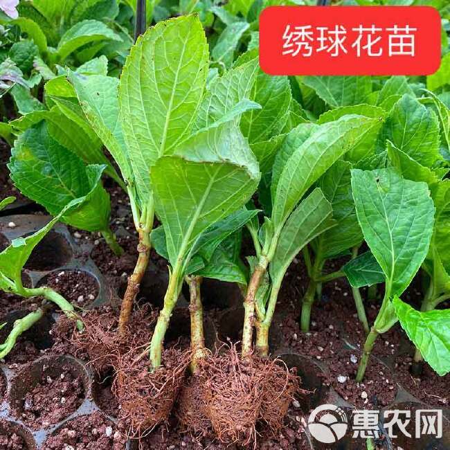 云南绣球花苗四季开花耐寒耐热庭院盆栽花卉无尽夏八仙花小苗花卉