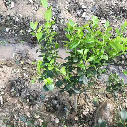杭州无刺枸骨毛球