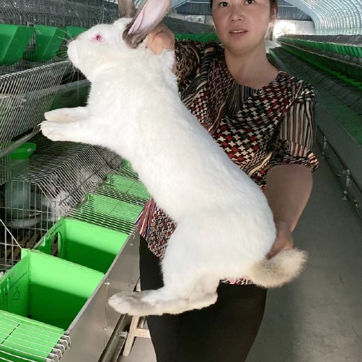 伊拉兔，八黑兔，八点黑兔肉兔种兔价格