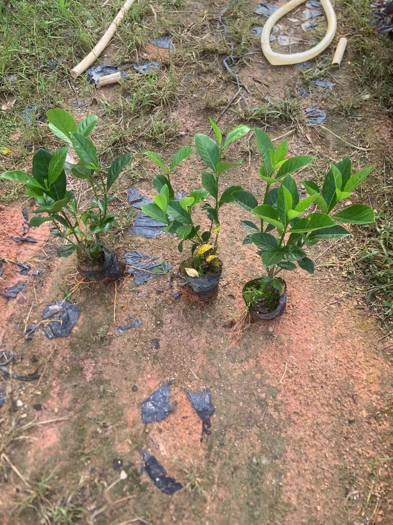 栀子花大叶栀子花基地直发大量现货