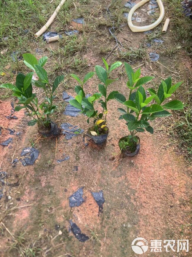 栀子花大叶栀子花基地直发大量现货