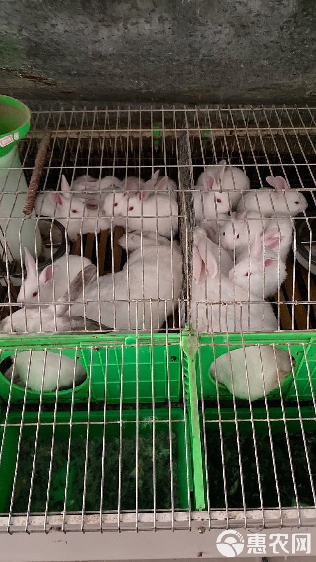 肉兔子的养殖方法,肉兔品种,养兔子,白兔,灰色 肉兔子的养殖方法,肉兔品种,养兔子,白兔,灰色