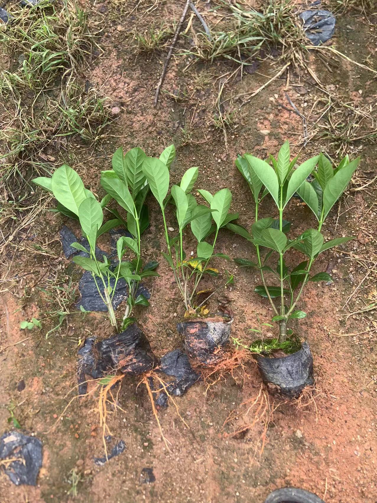 栀子花大叶栀子花基地直发大量现货