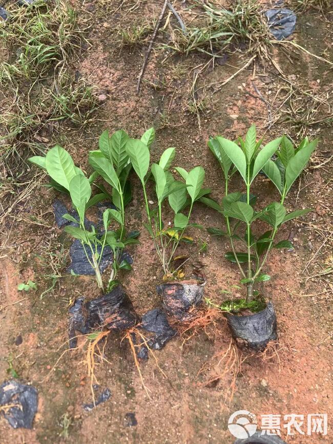 栀子花大叶栀子花基地直发大量现货