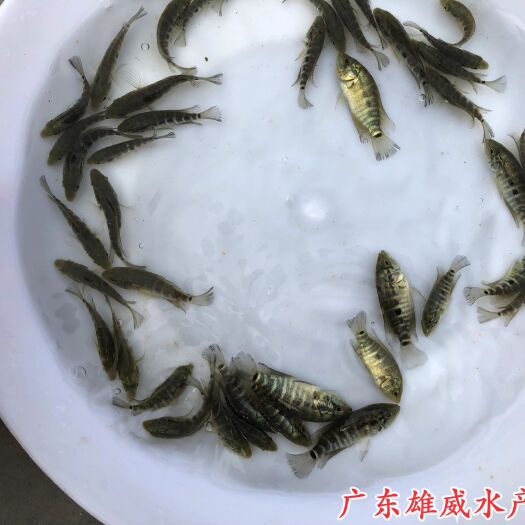 广州淡水石斑鱼苗花斑鱼苗