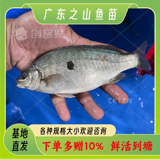 化州市澳洲宝石鲈  宝石石斑   成活率高 基地主营，技术成熟