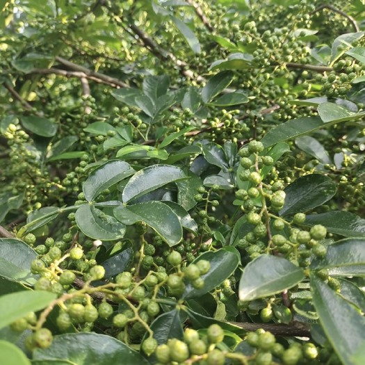 长沙花椒